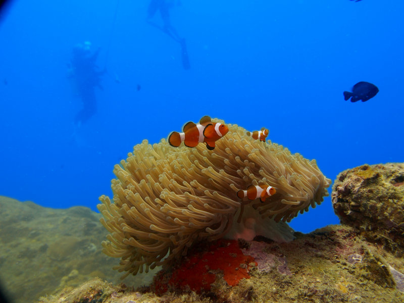 Clown Fish, Natural Light